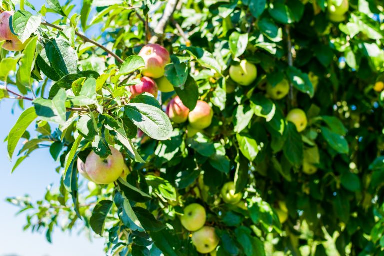 Erntefrische Äpfel vom hauseigenen Baum machen den Apfelstrudel vom Restaurant Kugleralm ganz besonders lecker
